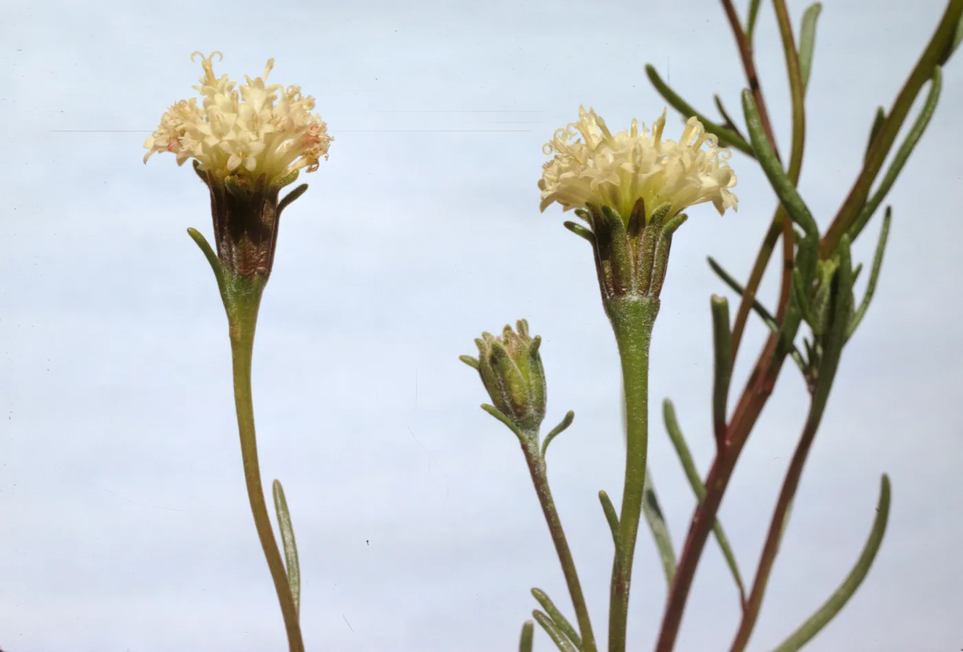 Chaenactis xantiana