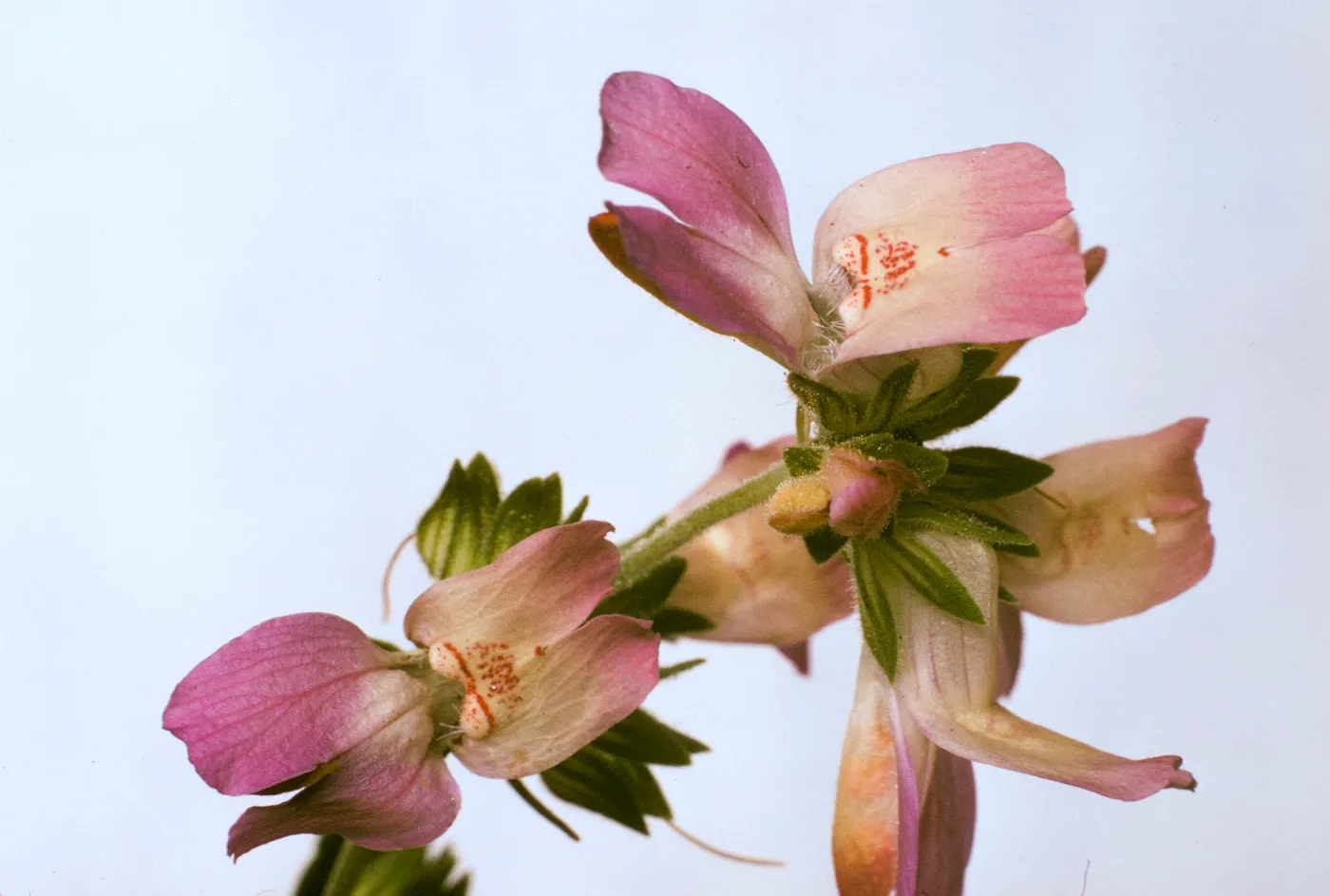 Collinsia heterophylla