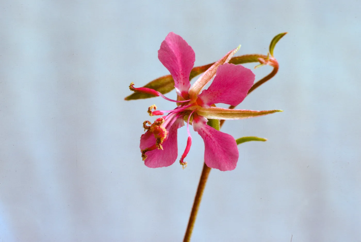 Clarkia rhomboidea
