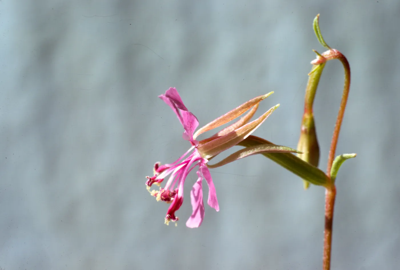 Clarkia rhomboidea