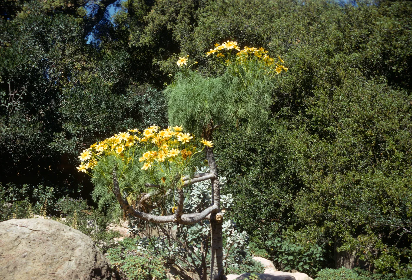 Coreopsis gigantea 
