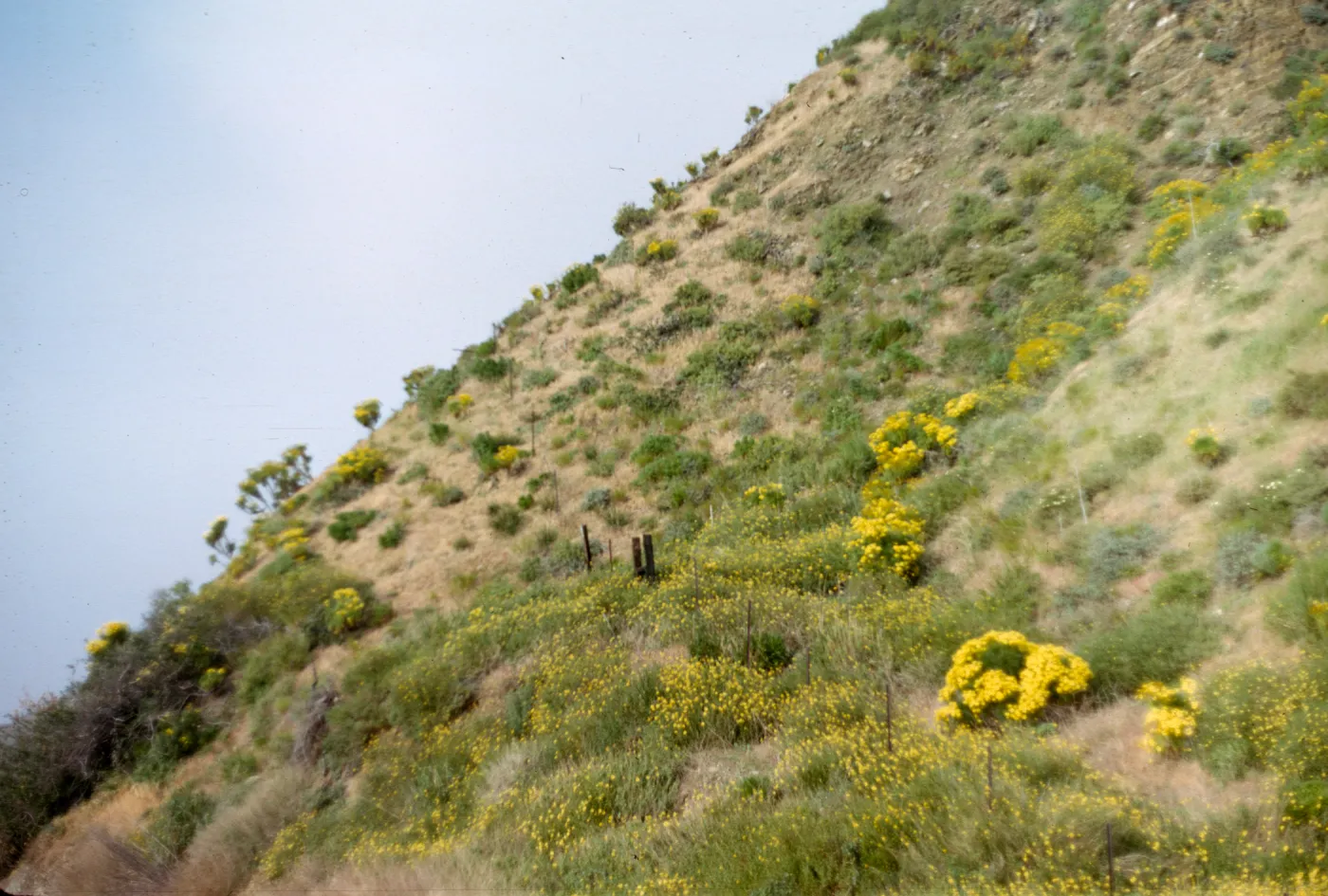 Coreopsis gigantea 