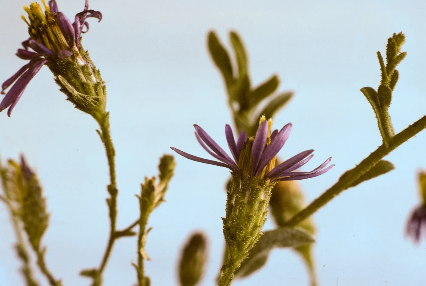 Corethrogyne filaginifolia