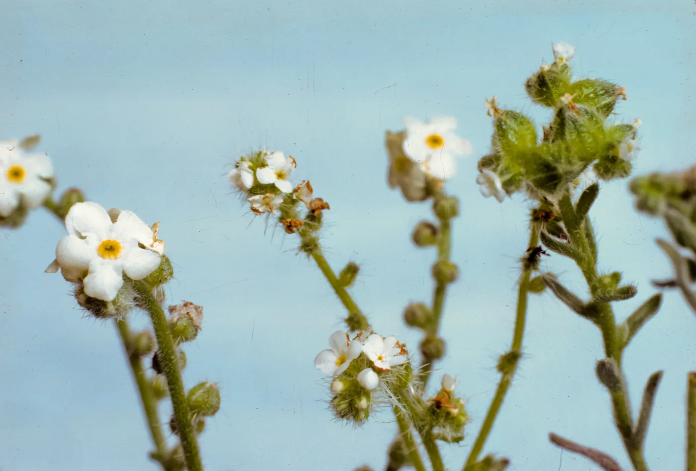 Cryptantha, corolla size of three species