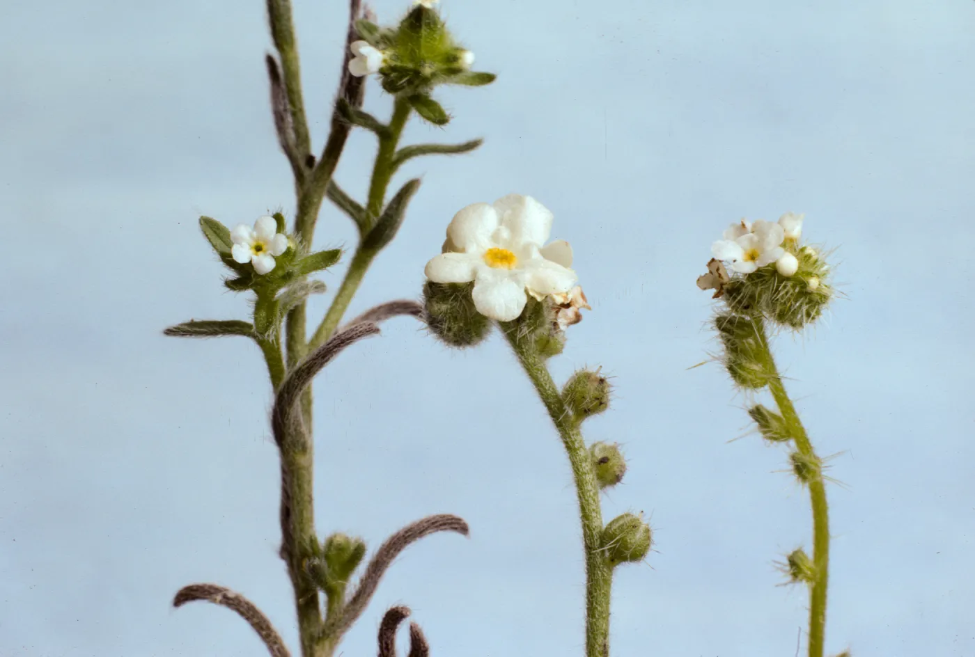 Cryptantha, three species corolla size