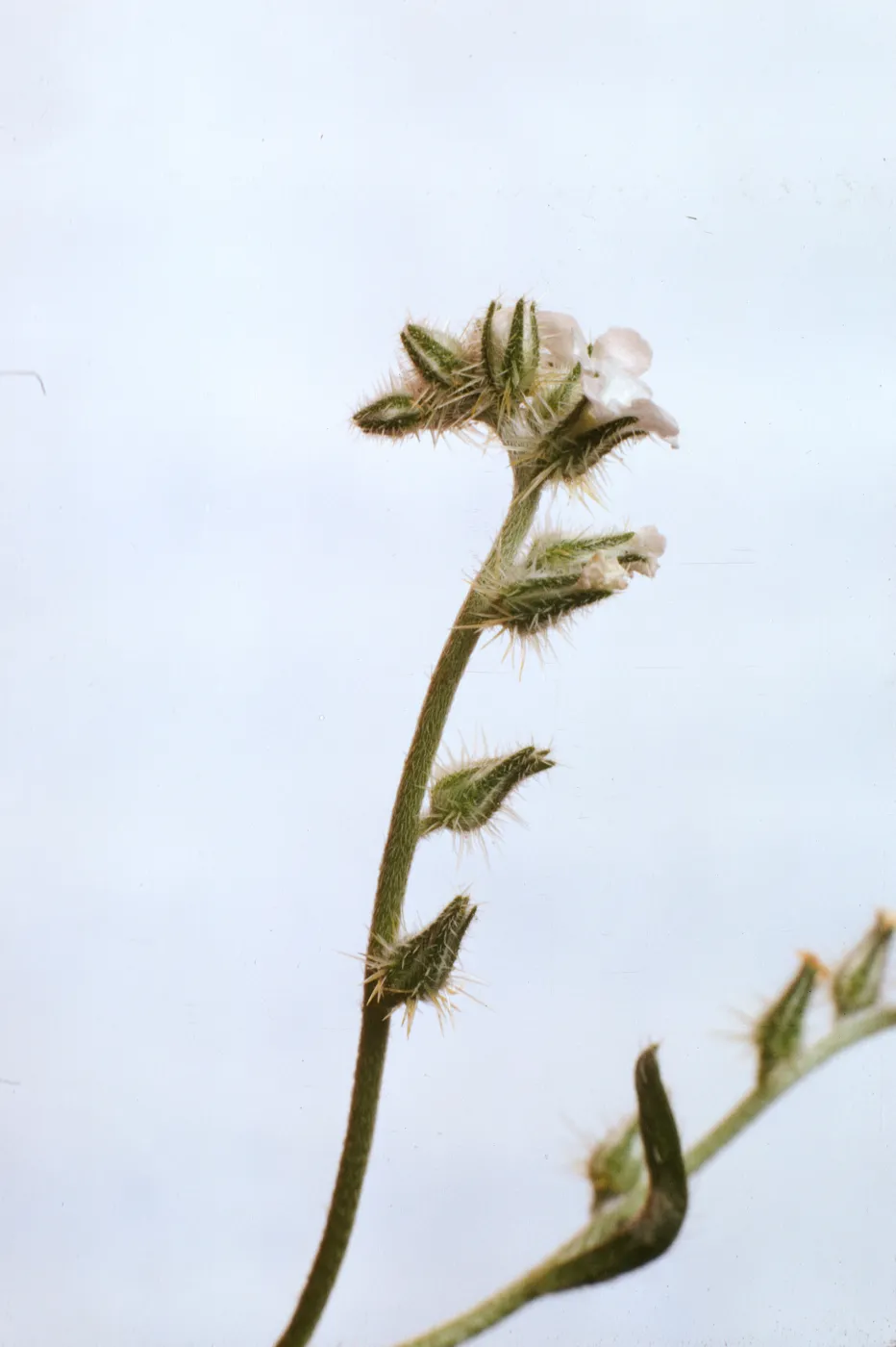 Cryptantha 'rigida'