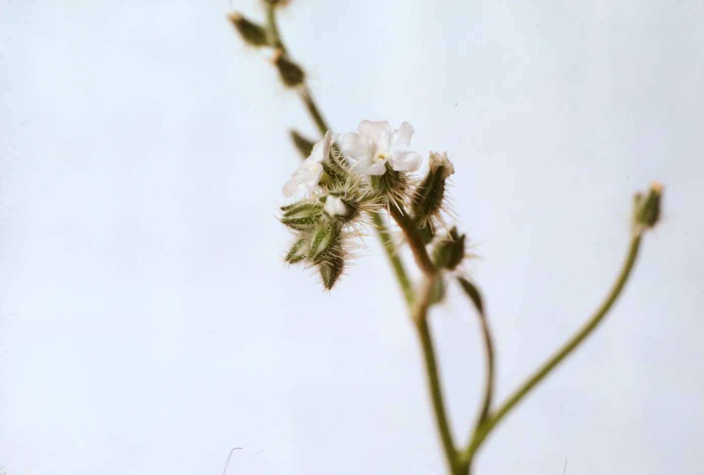 Cryptantha 'rigida'