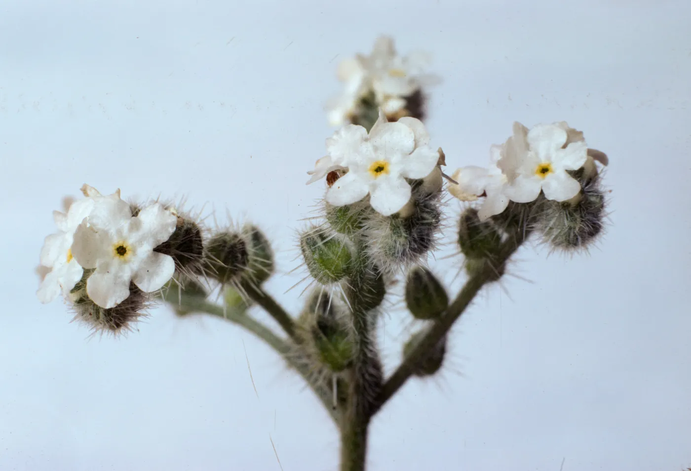 Cryptantha muricata