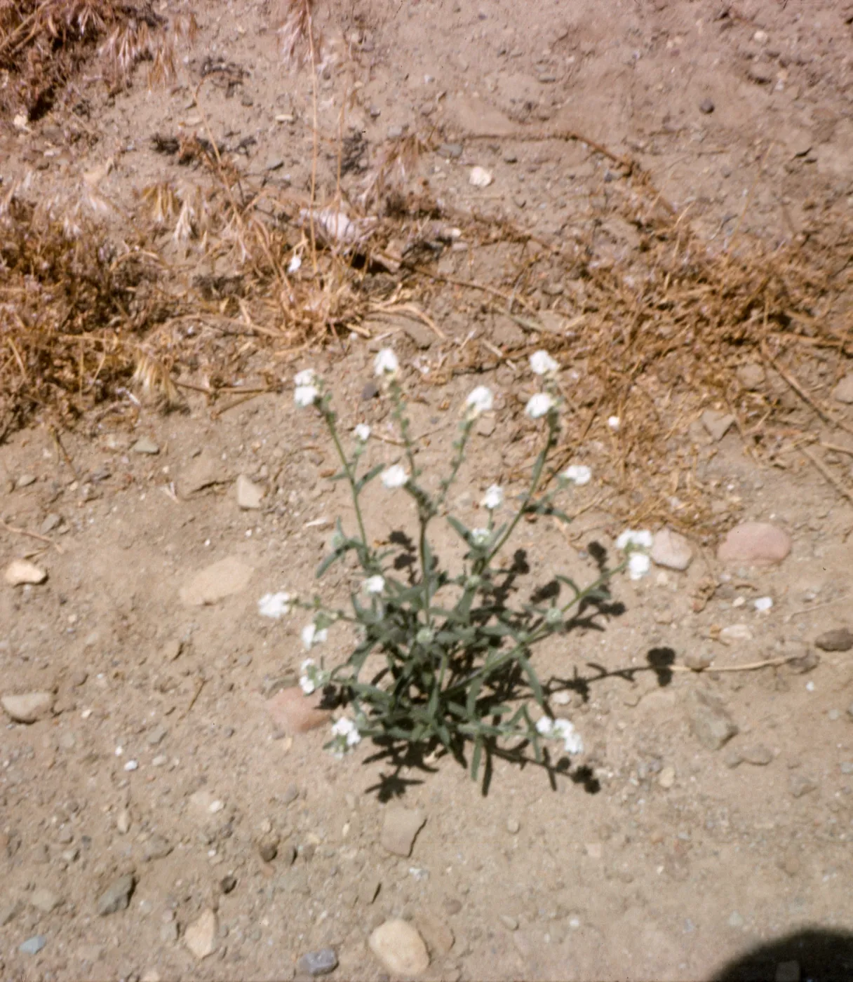 Cryptantha muricata