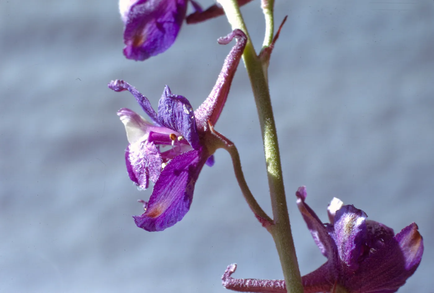 Delphinium parishii ssp. purpureum