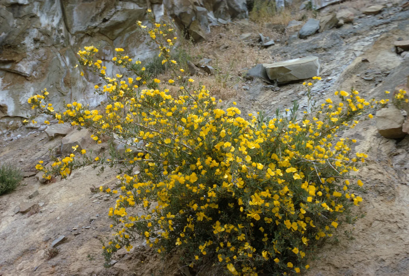 Dendromecon rigida 