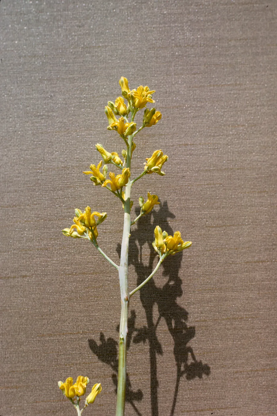 Dicentra chrysantha