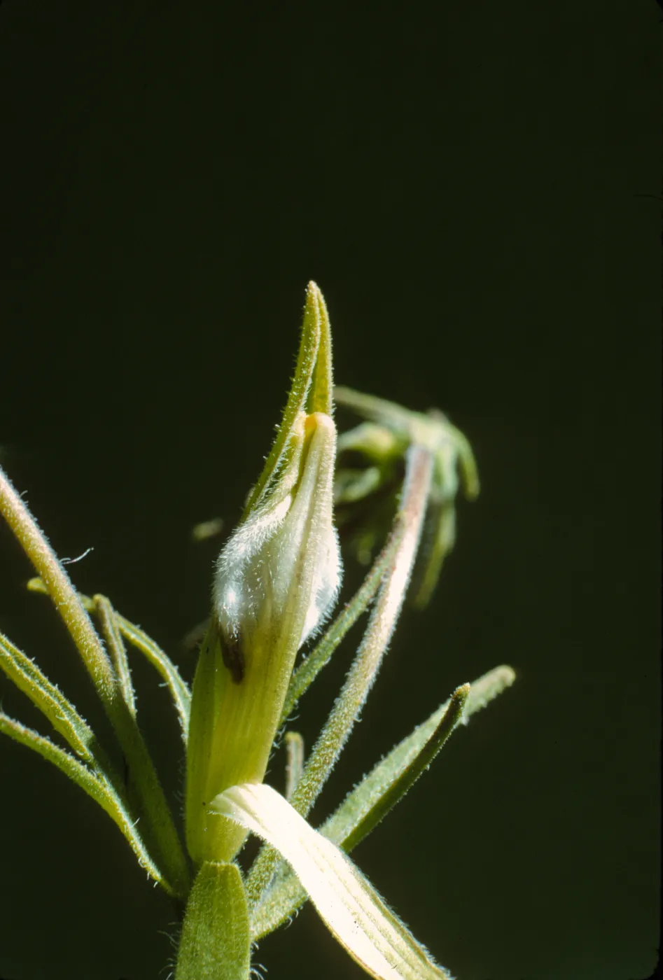 Cordylanthus 