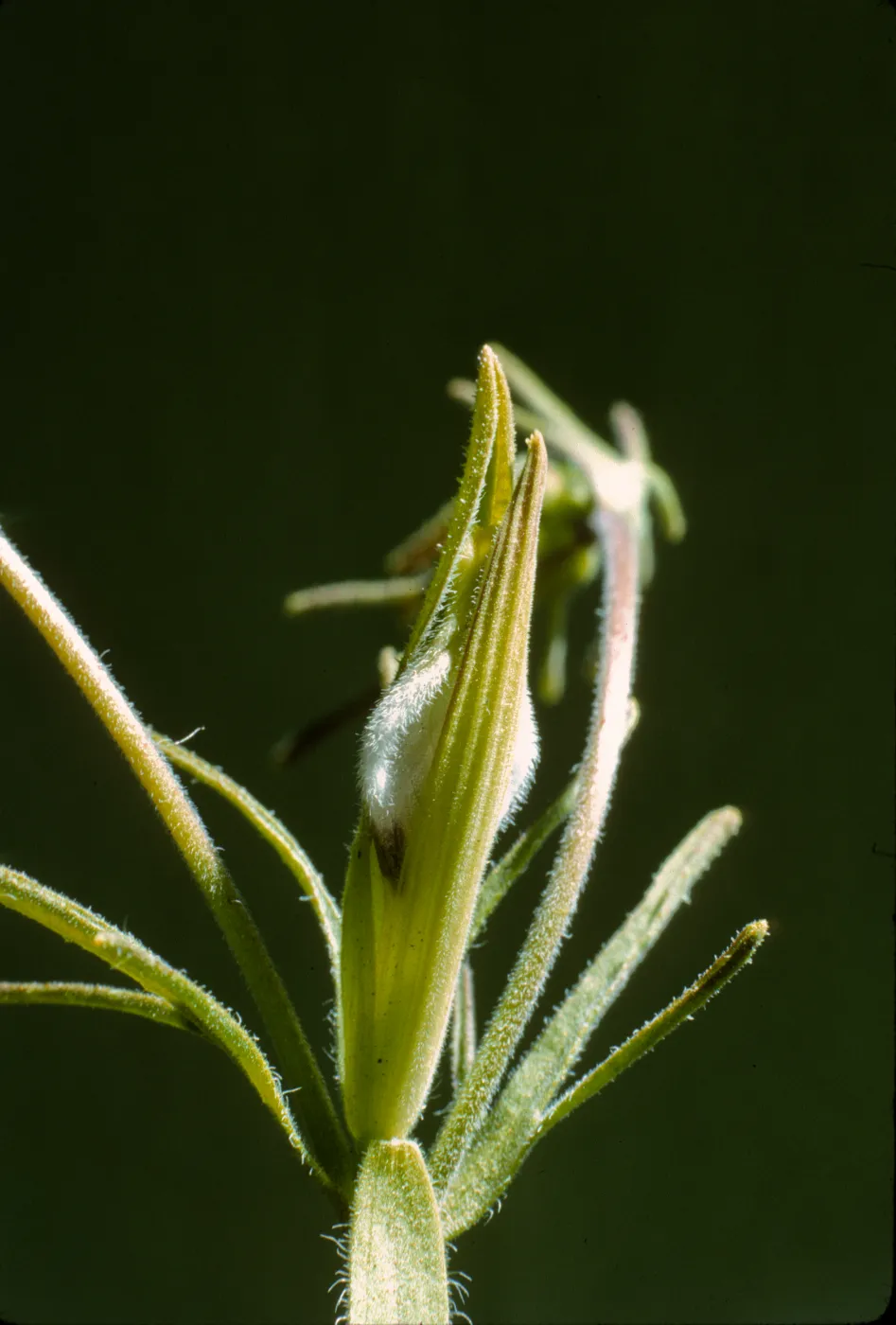 Cordylanthus 