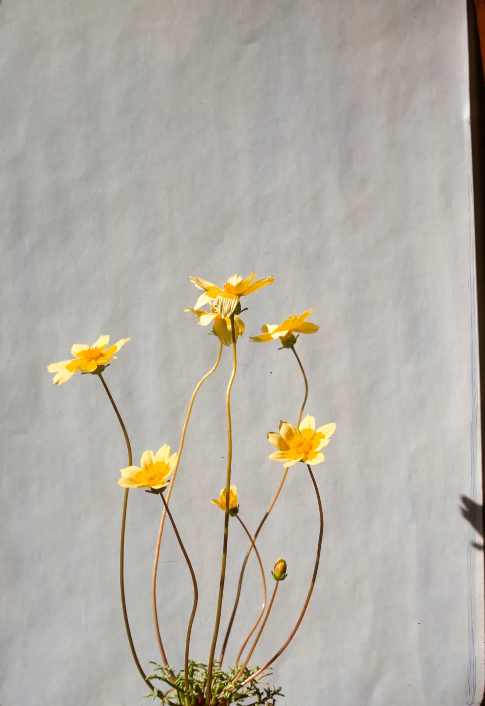 Coreopsis bigelovii 