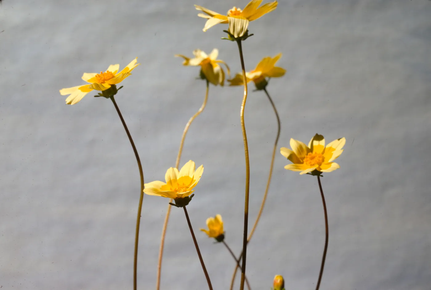 Coreopsis bigelovii 