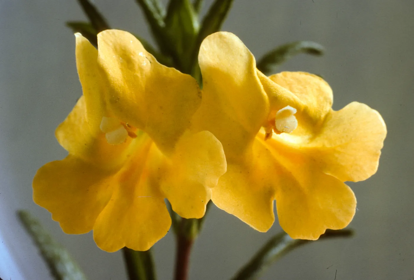 Mimulus aurantiacus ssp. lompocensis
