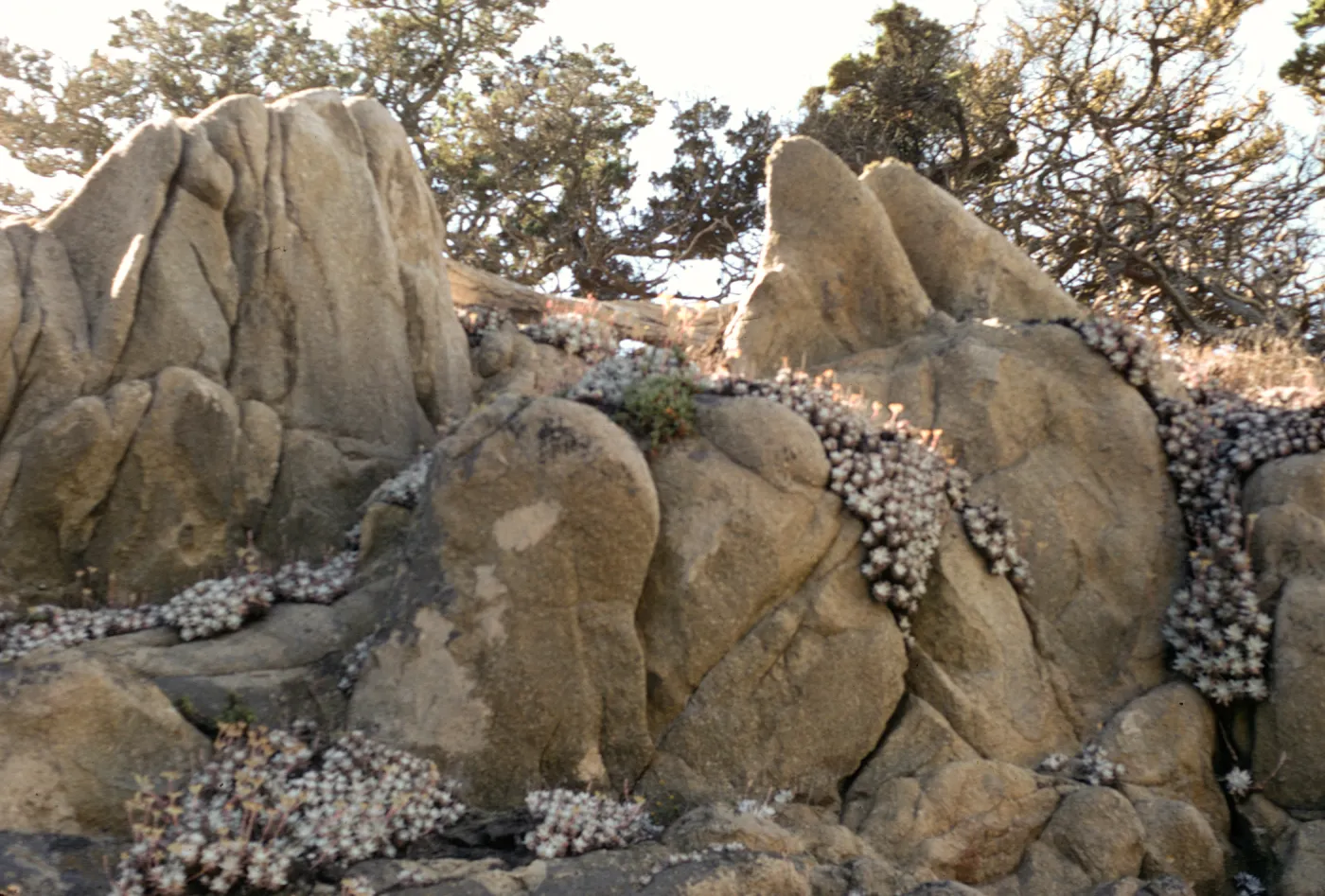 Dudleya (liveforevers)