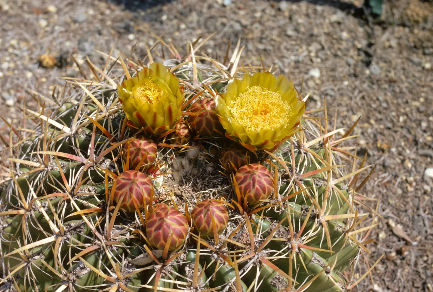 Echinocactus viridescens
