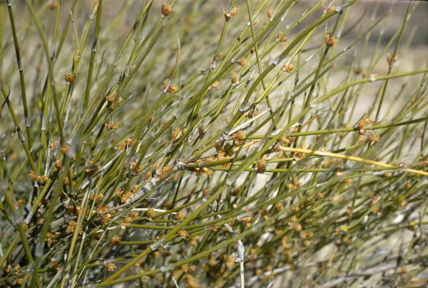 Ephedra trifurca