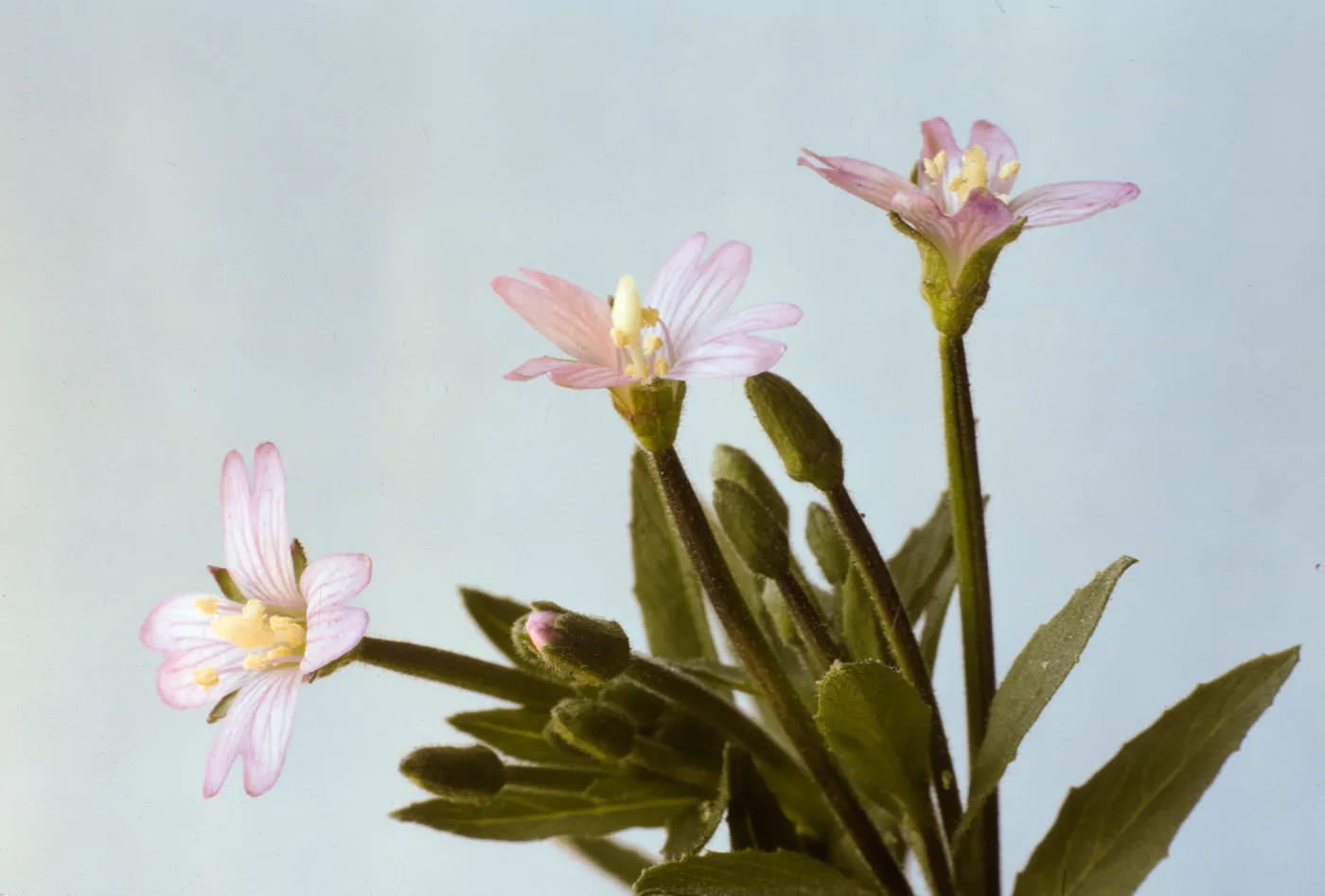 Epilobium adenocaulon
