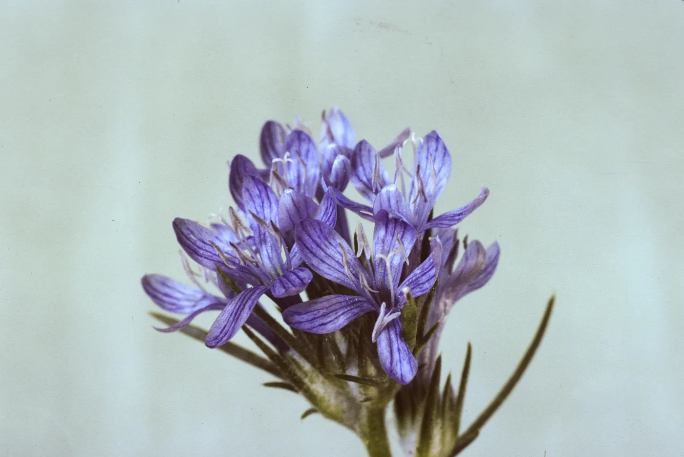 Eriastrum densifolium ssp. austromontanum