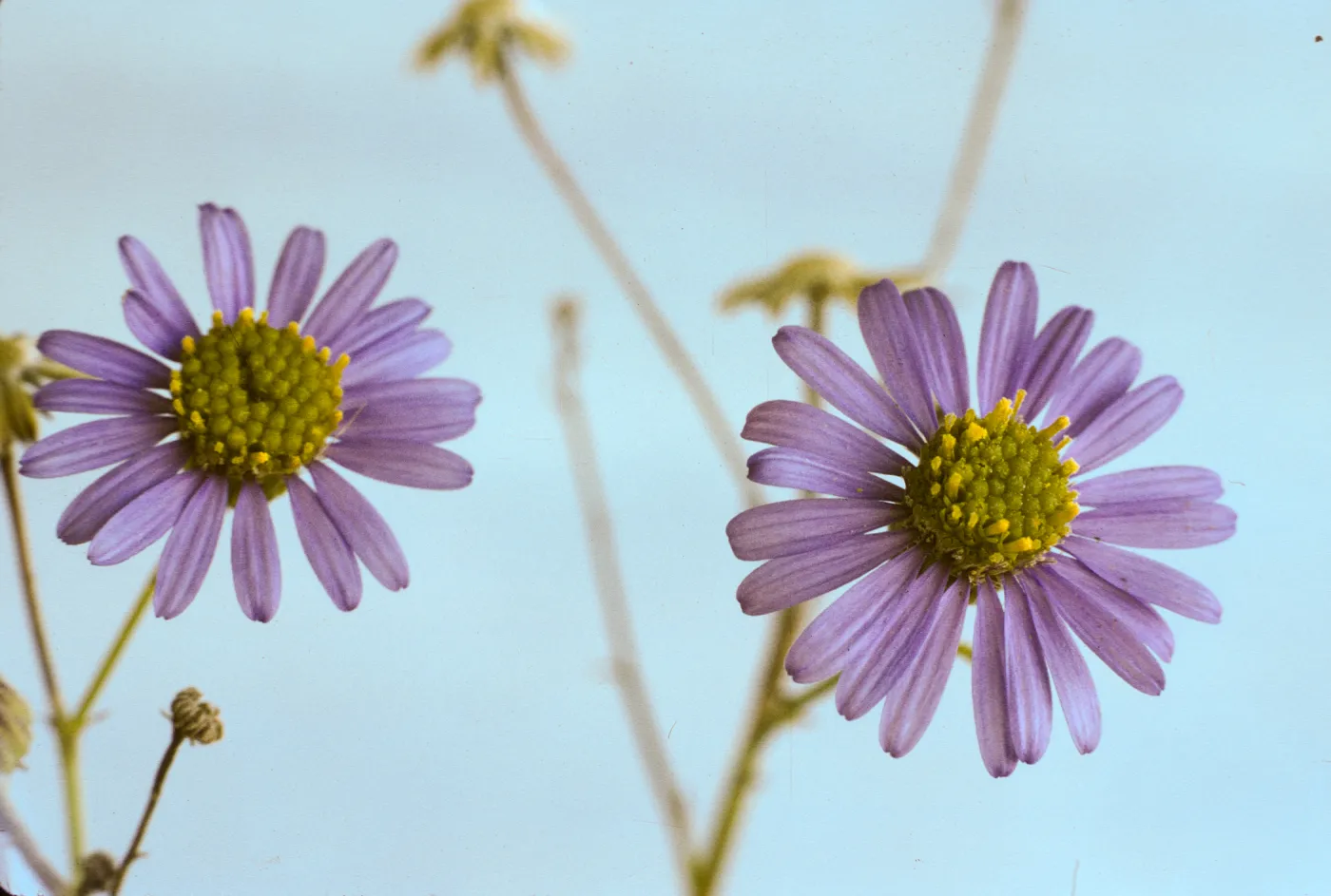 Erigeron foliosus var. stenophyllus