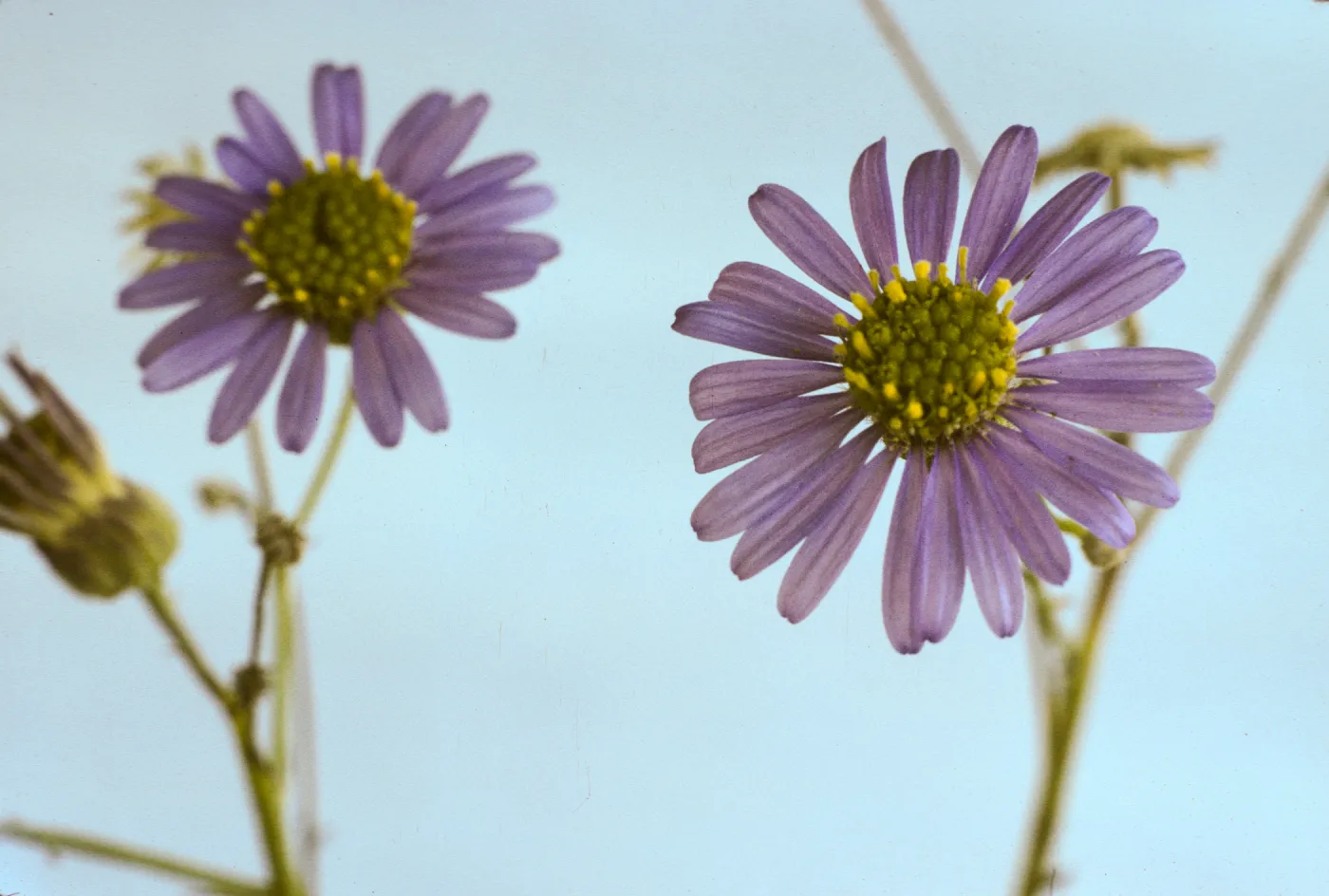 Erigeron foliosus var. stenophyllus
