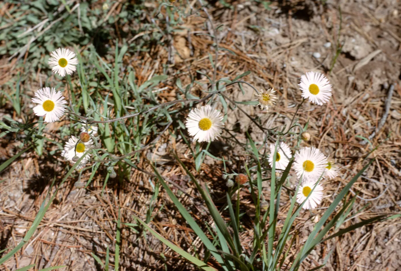 Erigeron