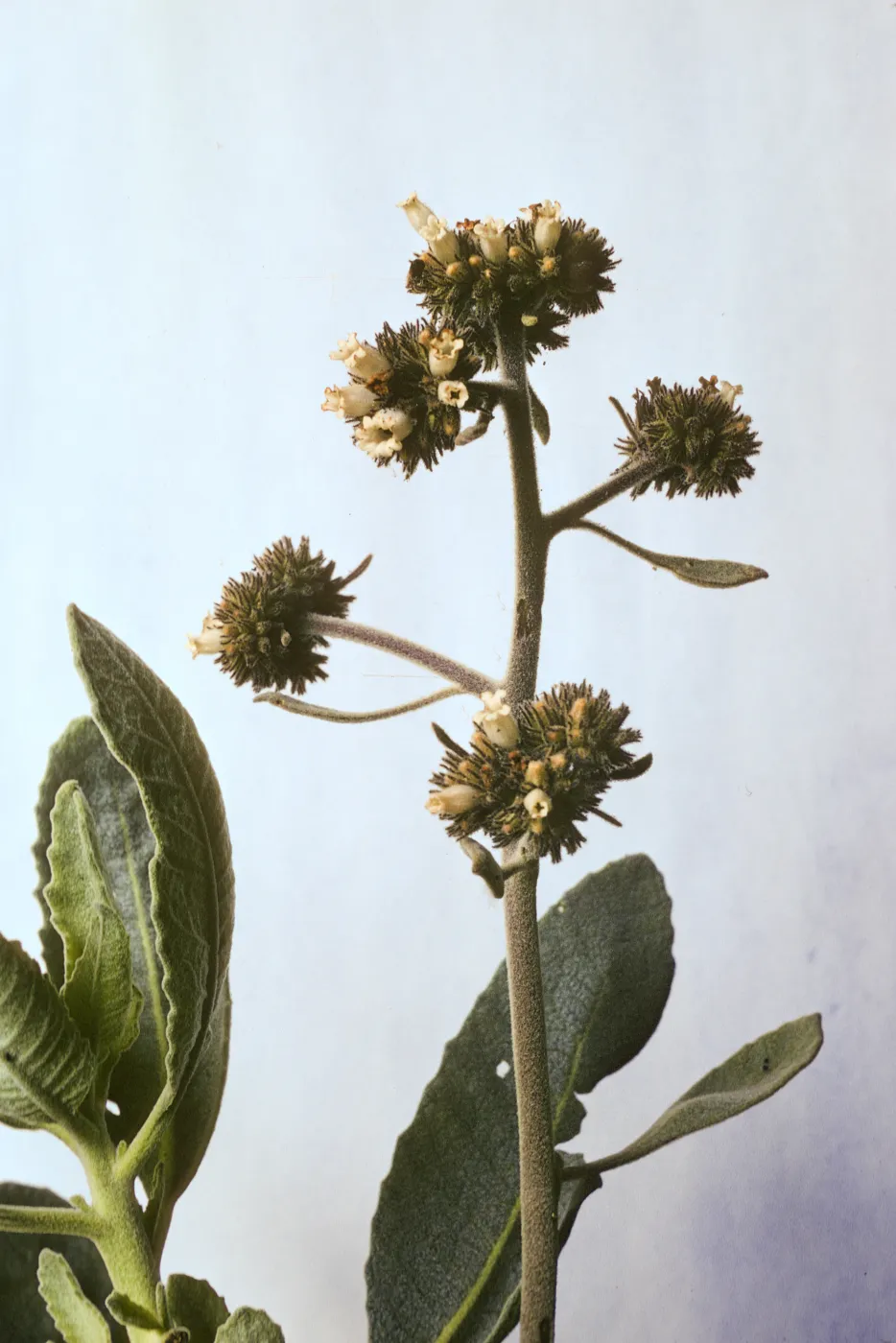 Eriodictyon traskiae ssp. smithii