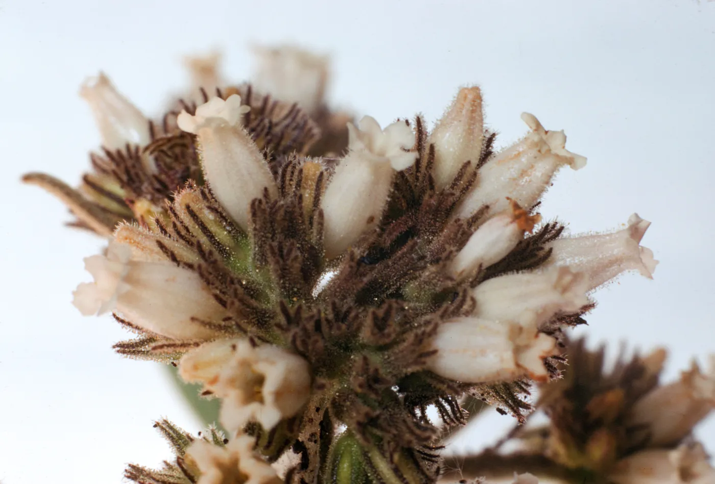 Eriodictyon traskiae