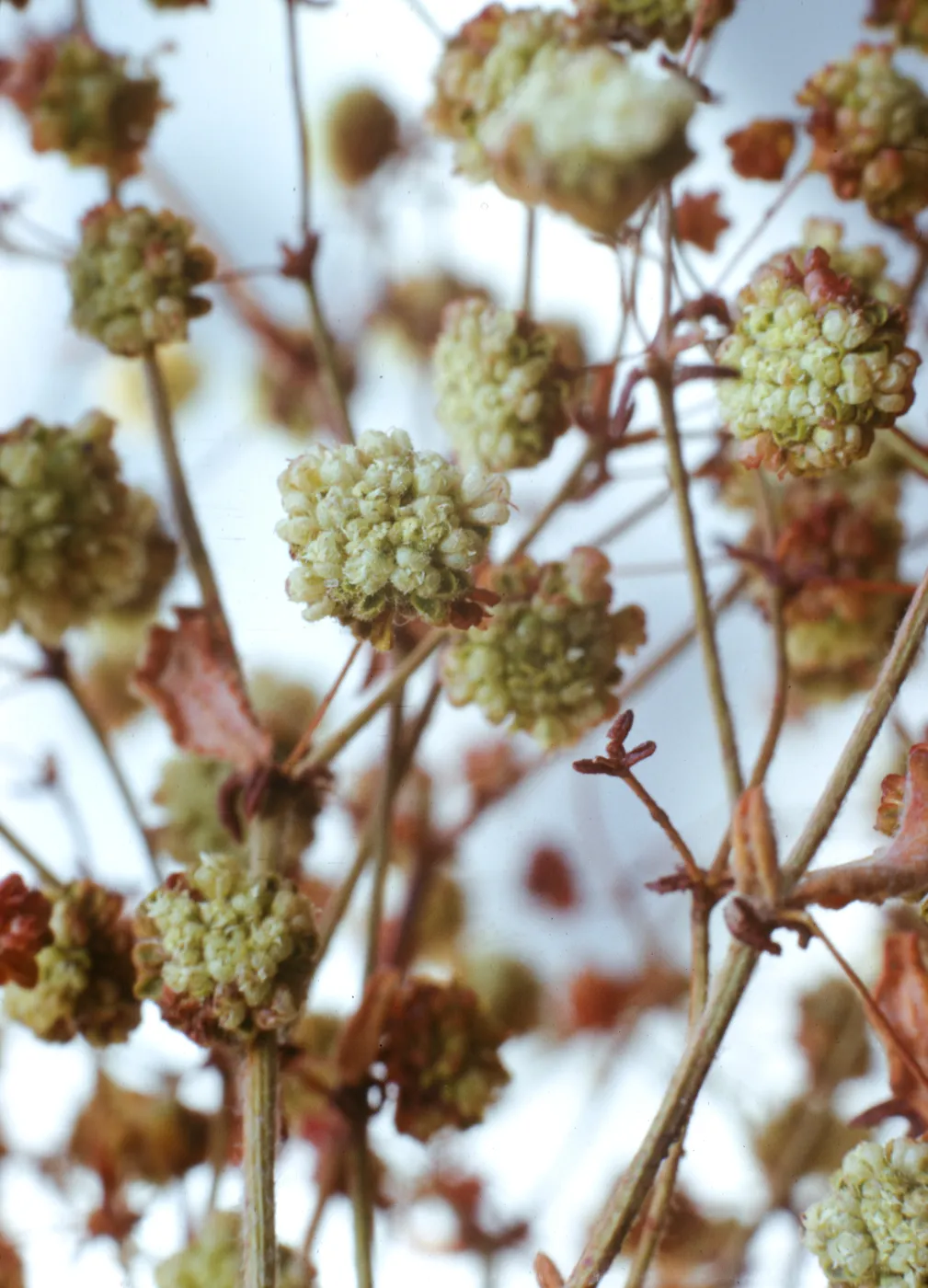 Eriogonum angulosum ssp. viridescens