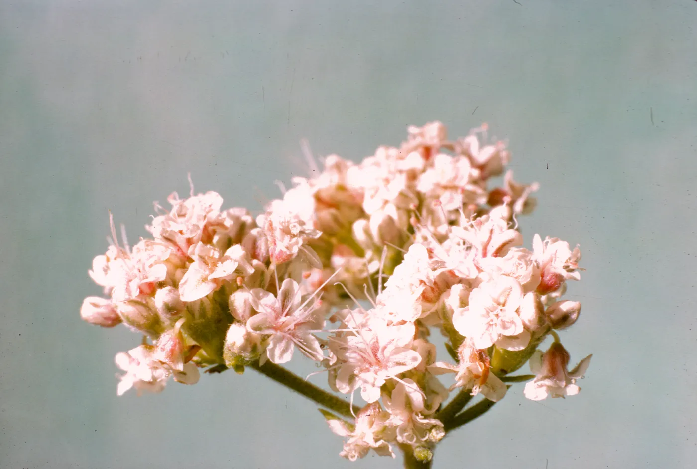 Eriogonum fasciculatum var. foliolosum