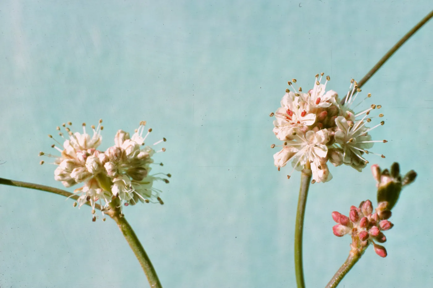Eriogonum latifolium ssp. saxicola