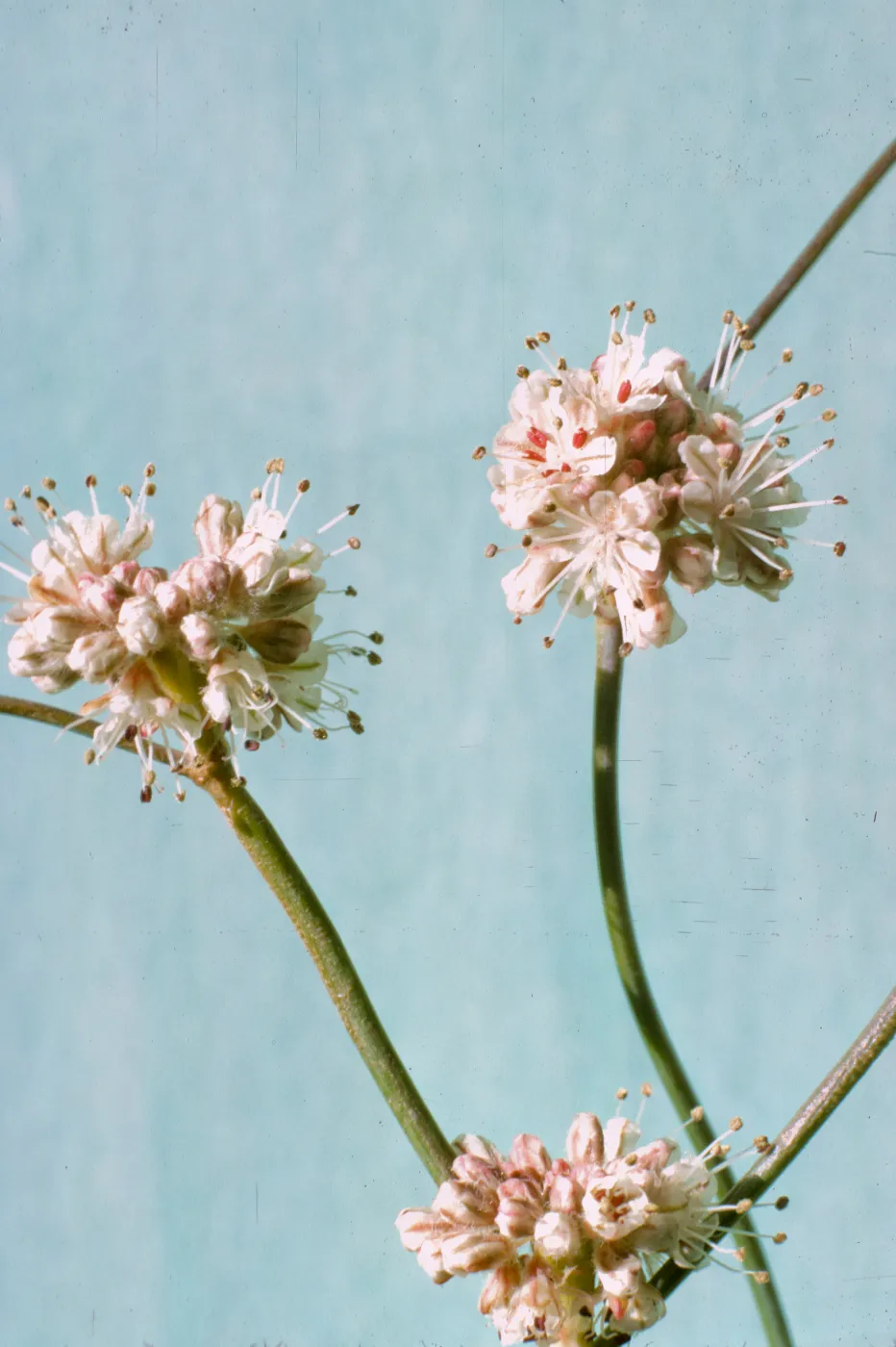 Eriogonum latifolium ssp. saxicola