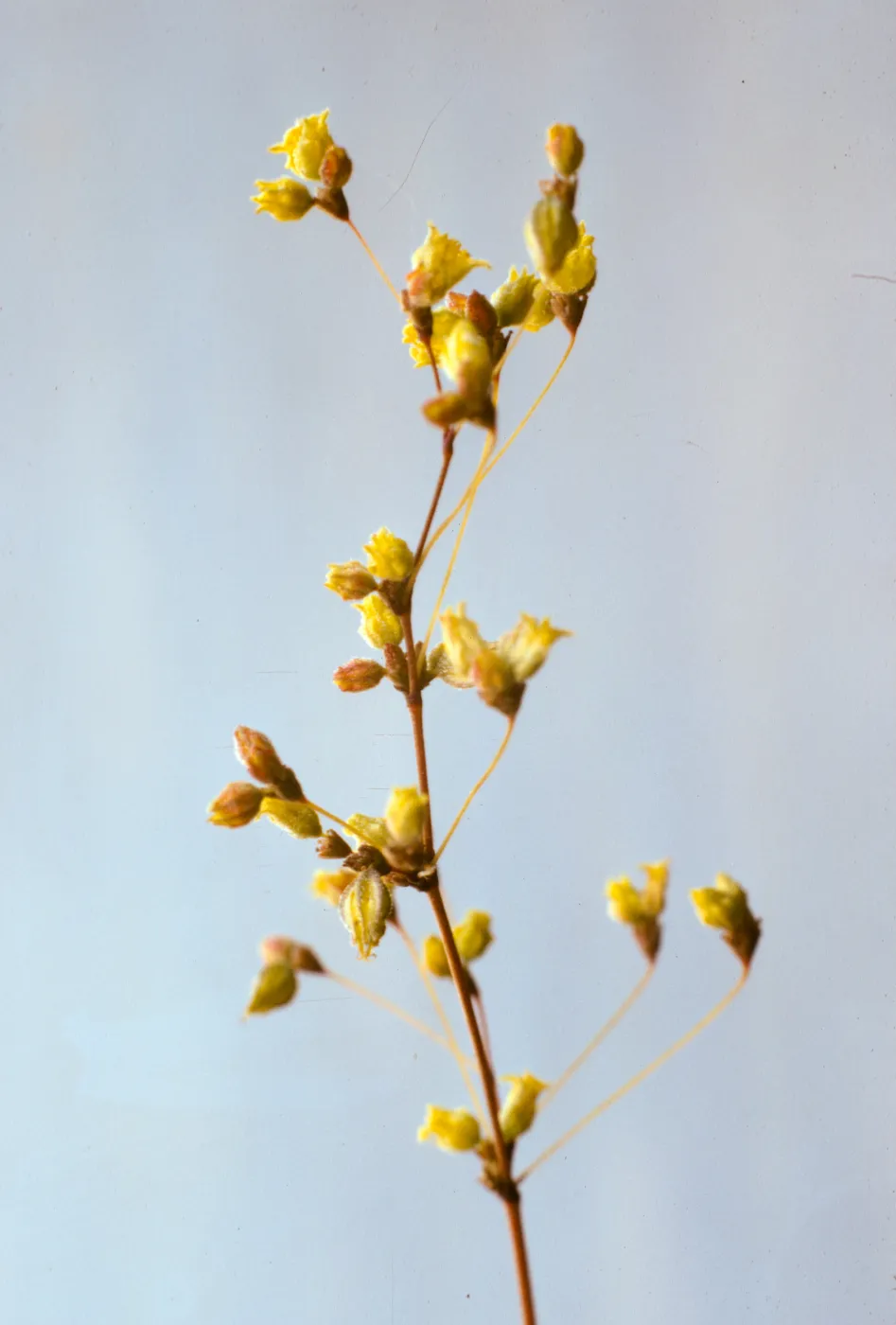 Eriogonum trichopes