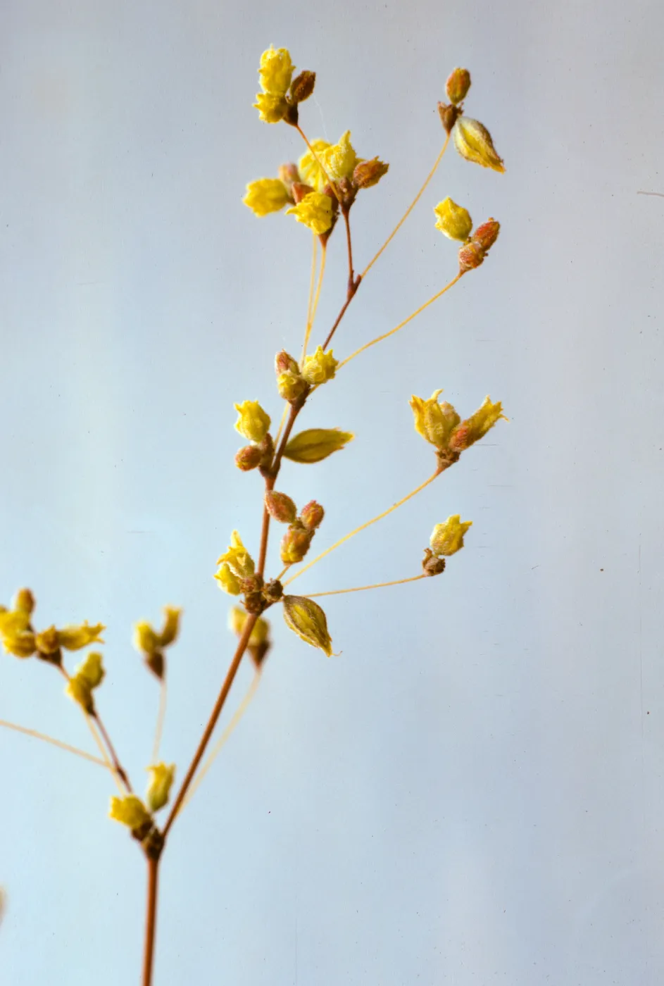 Eriogonum trichopes