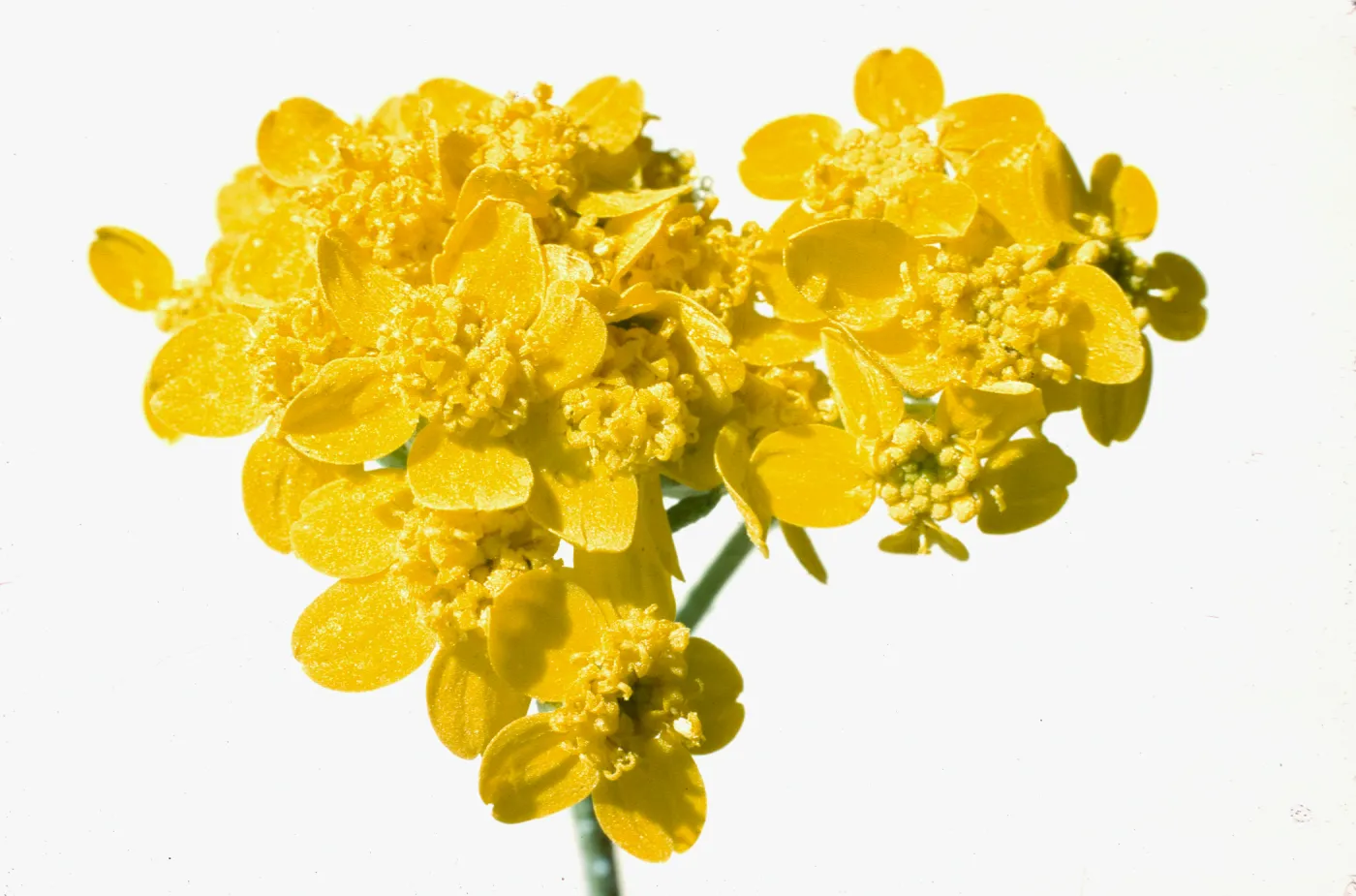 Eriophyllum confertiflorium