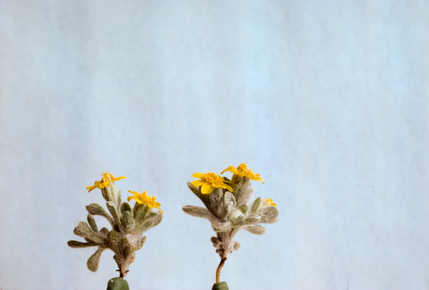 Eriophyllum wallacei