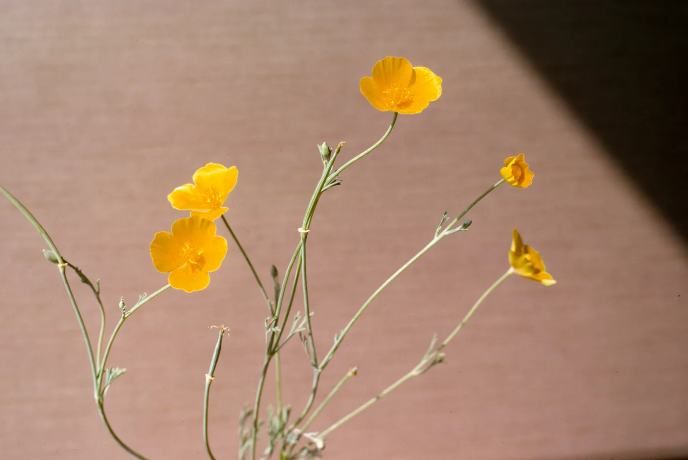 Eschscholzia (California Poppy)