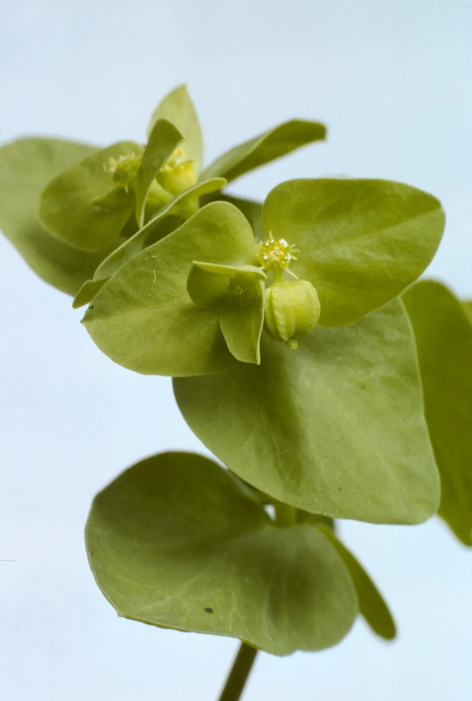 Euphorbia