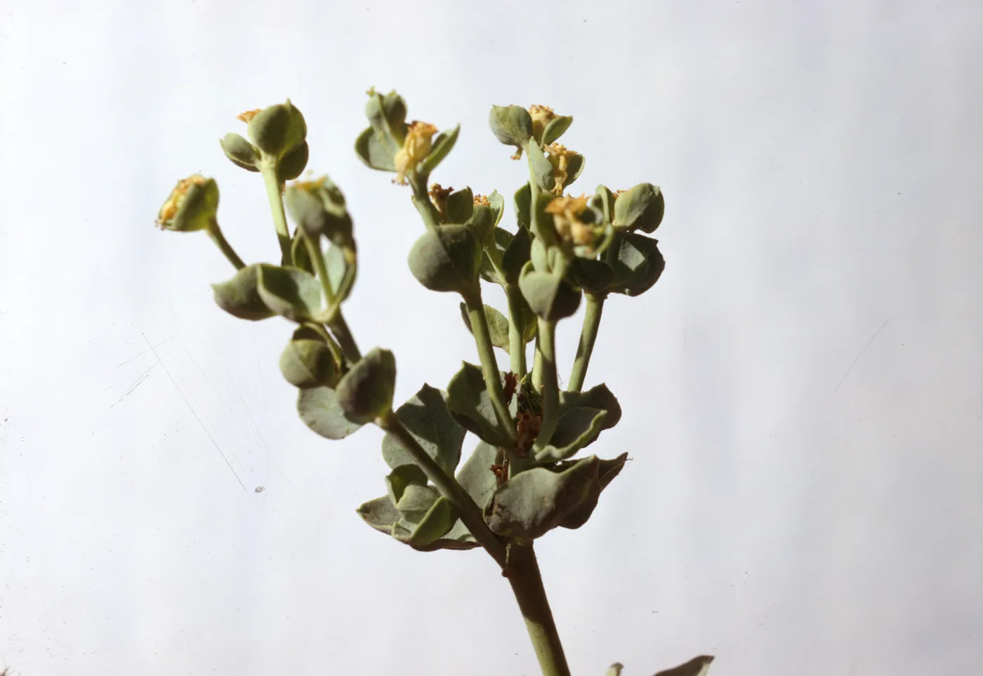 Euphorbia palmeri