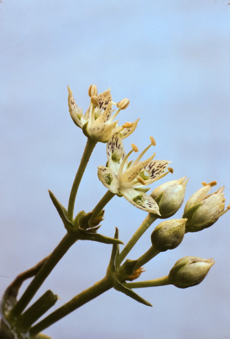 Frasera neglecta
