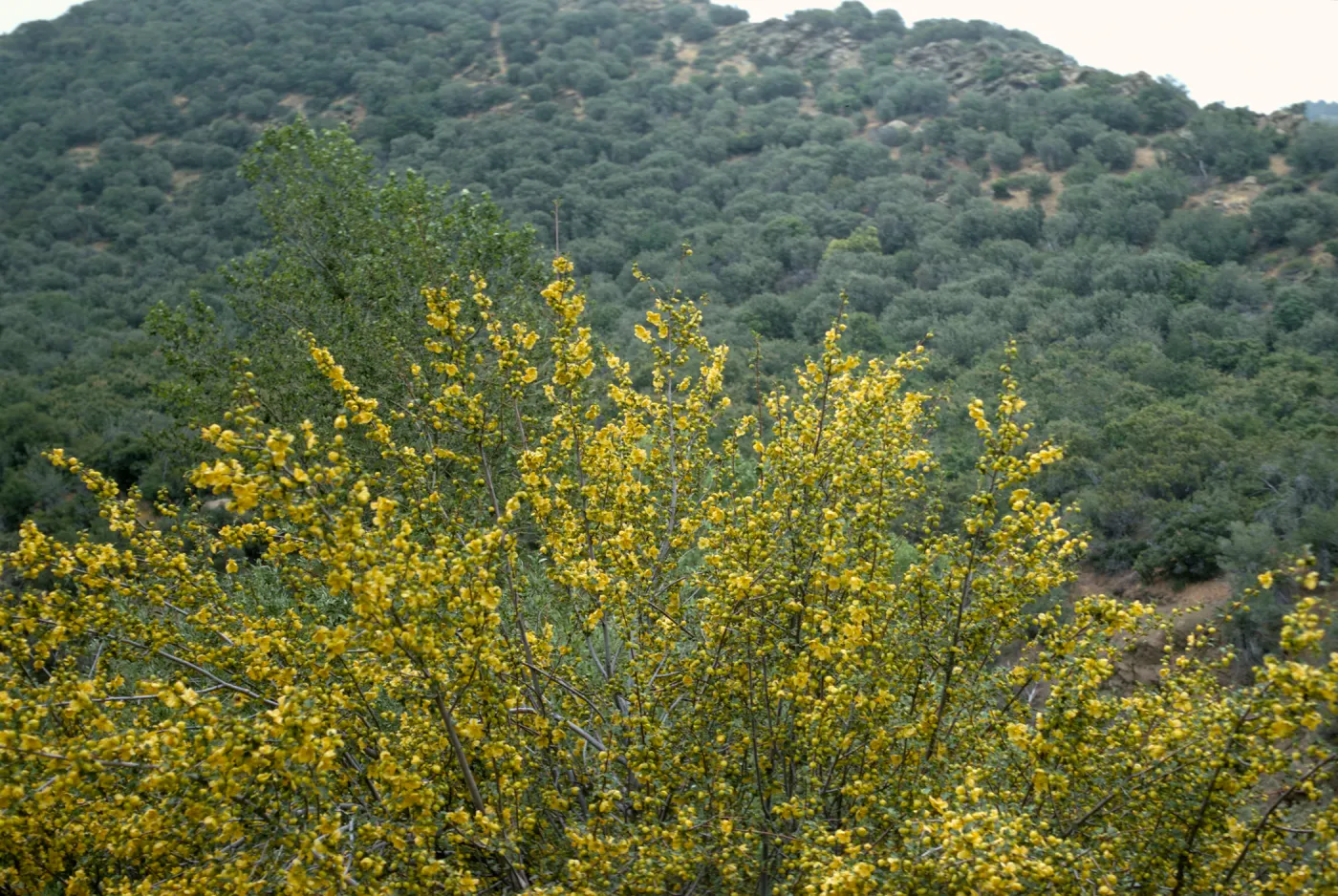 Fremontodendron californicum