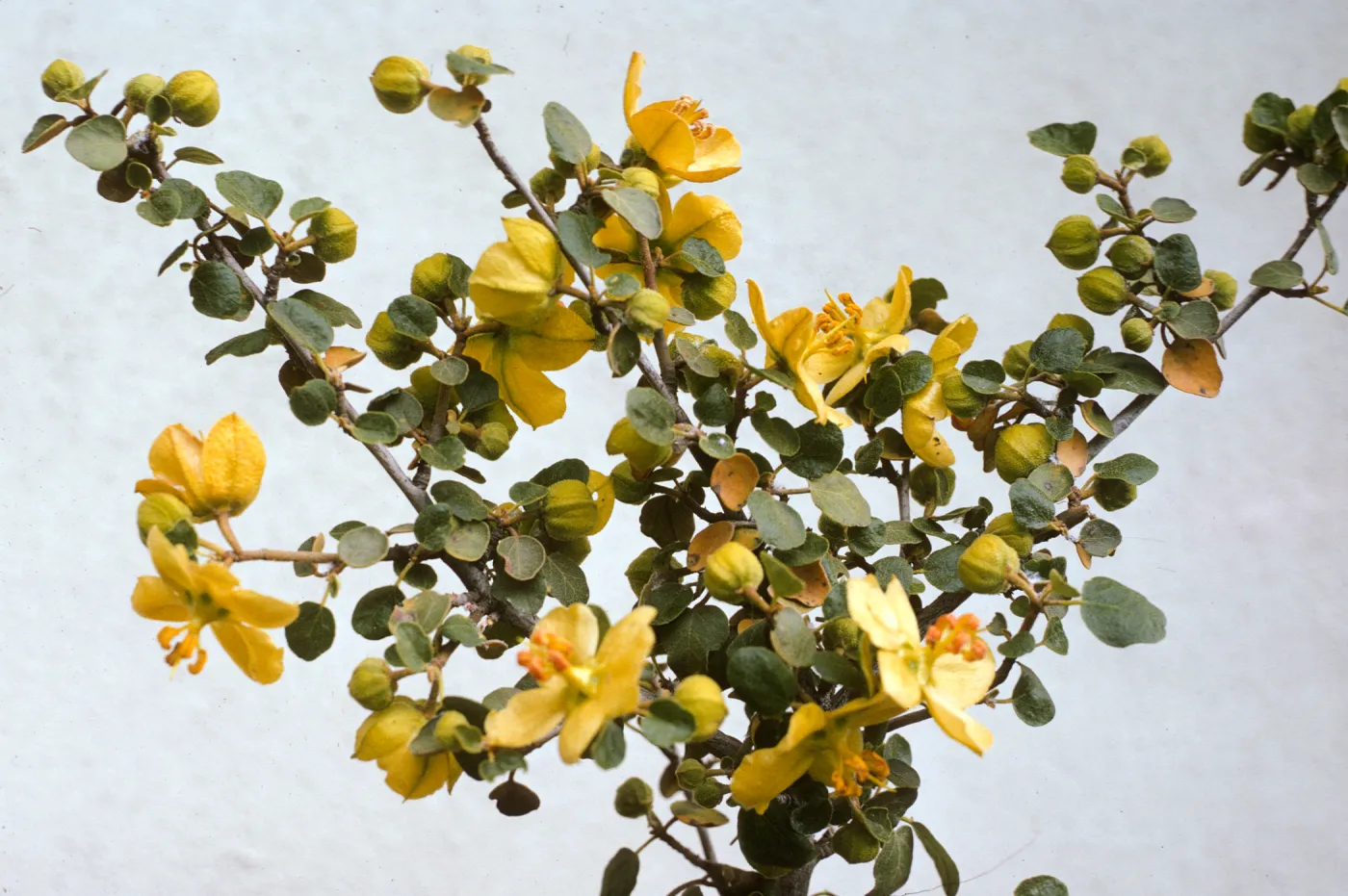 Fremontodendron californicum ssp. obispoense