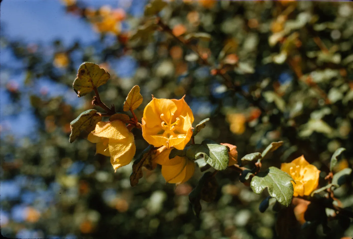Fremontodendron californicum