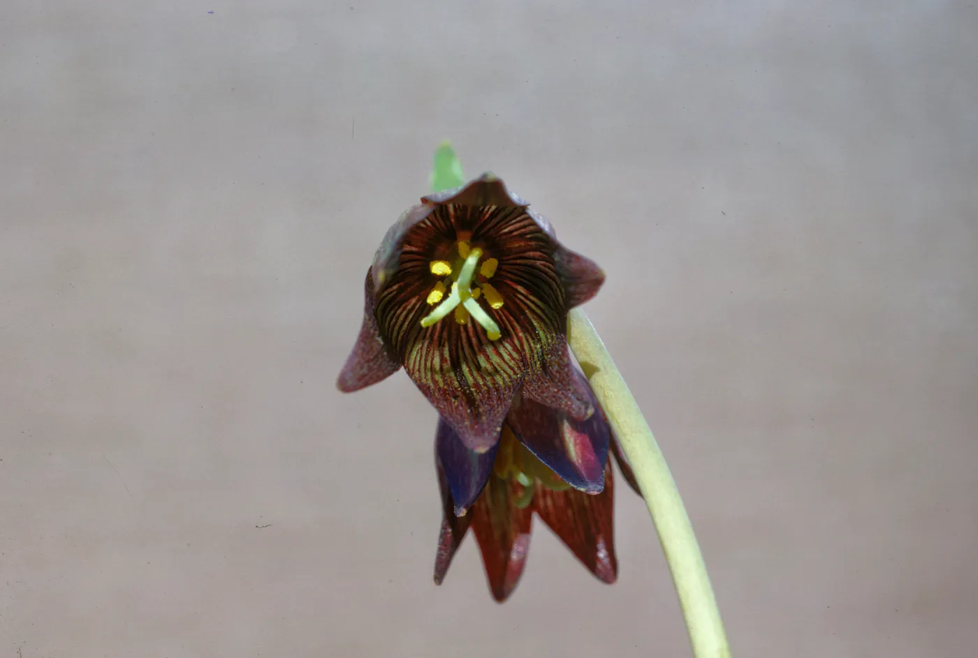 Fritillaria biflora