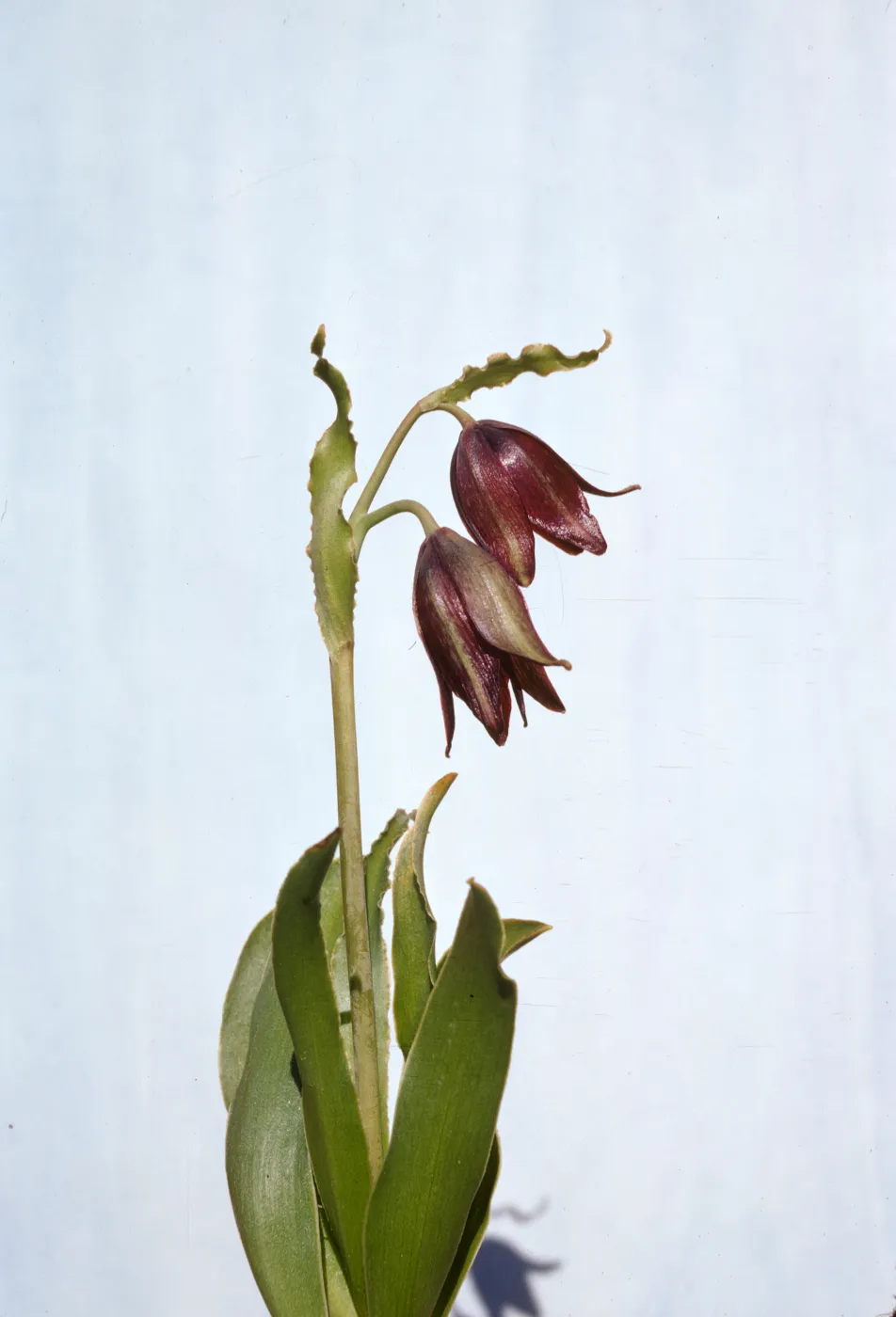 Fritillaria biflora