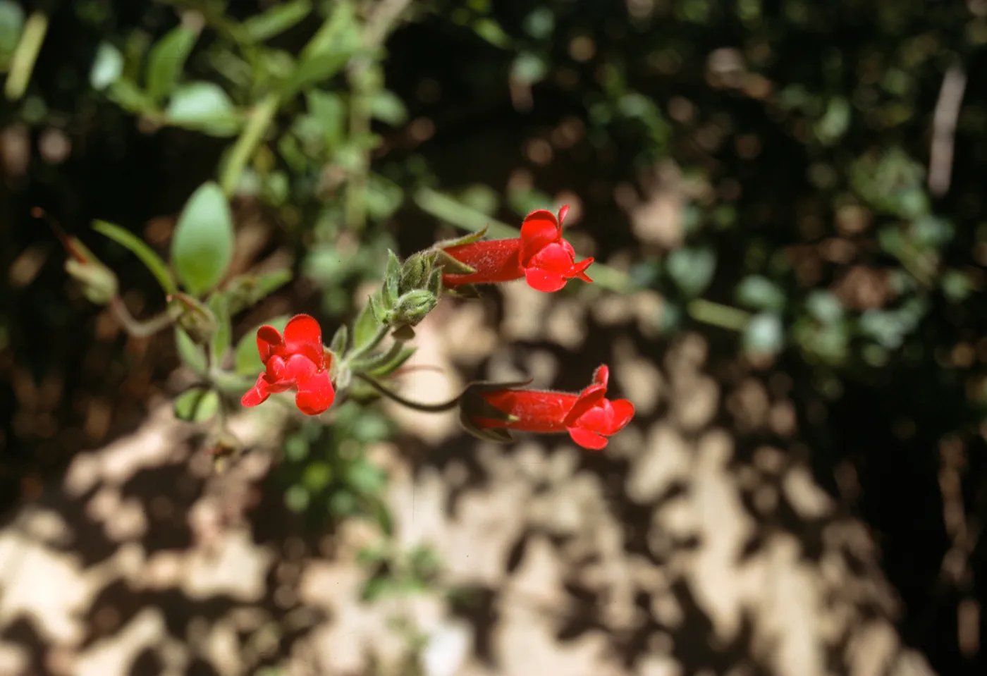 Galvezia speciosa