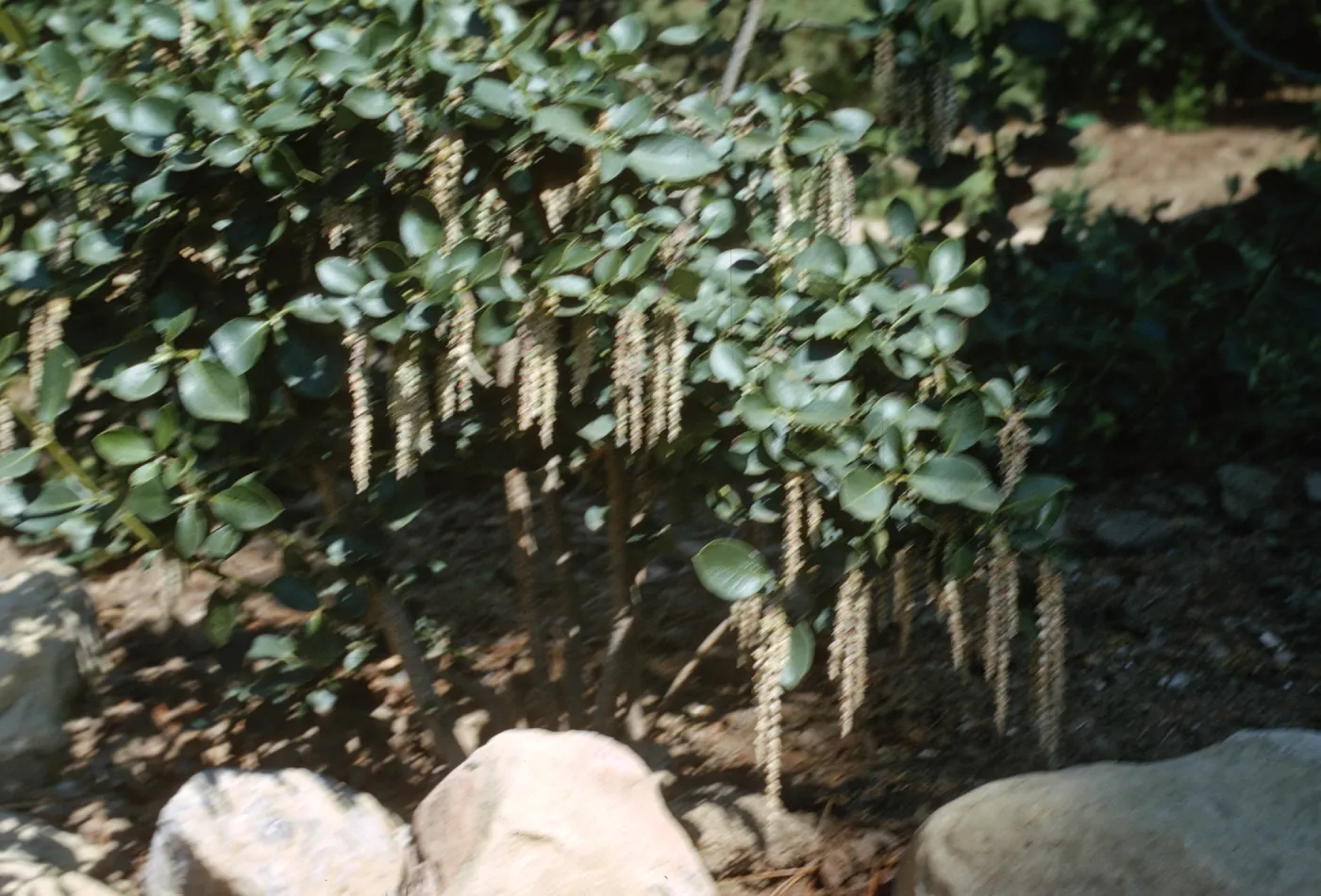 Garrya fremontii 